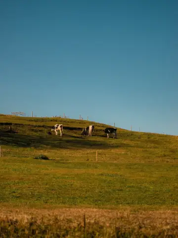 Relaxation and Smiles at "Mother Farm"