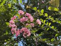 香港好去處 | 賞花 | 志蓮淨苑 | 蓮花
