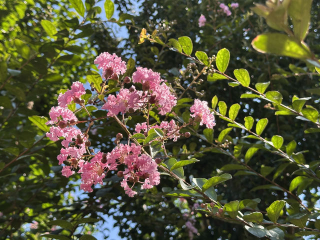 香港好去處 | 賞花 | 志蓮淨苑 | 蓮花