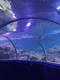 มาดูปลาที่ Chiang Mai Zoo Aquarium 🐠🫧