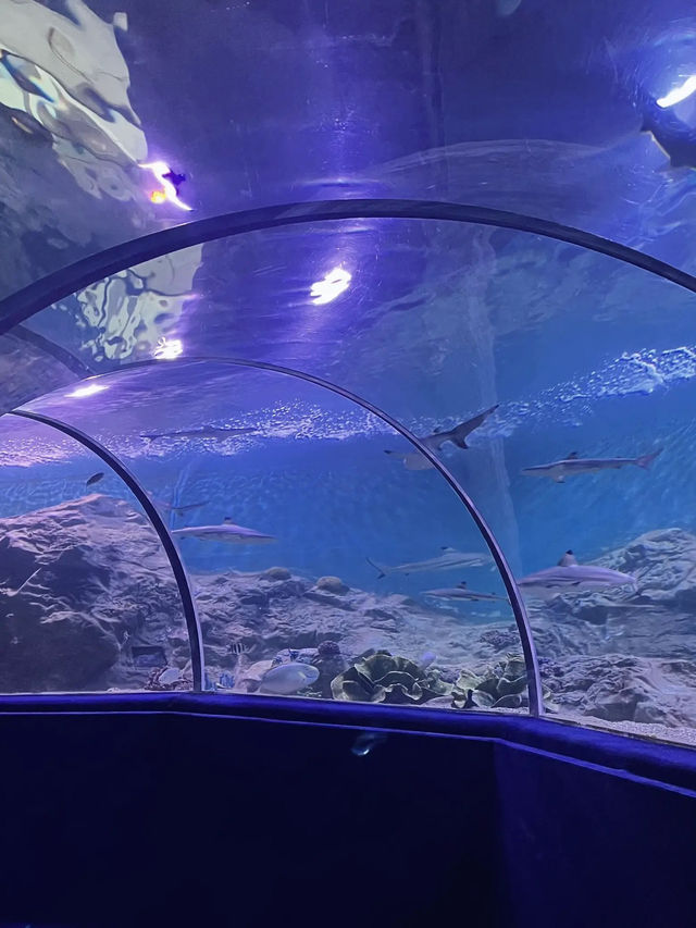 มาดูปลาที่ Chiang Mai Zoo Aquarium 🐠🫧
