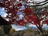 【飛騨高山】藁葺き屋根が素敵な屋外博物館🍁