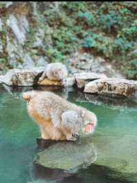 🐒長野・地獄谷野猿公苑｜温泉に浸かるサルたちの癒しスポット