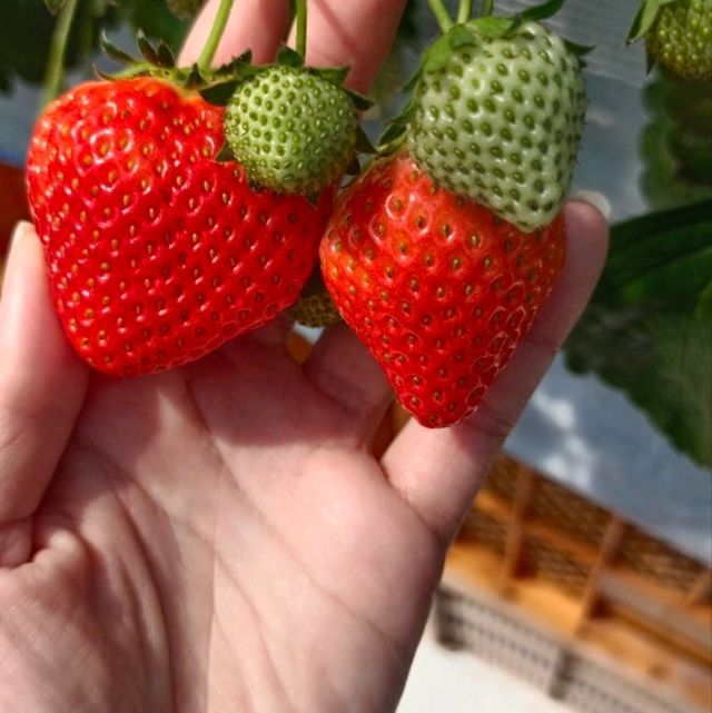 กินสตอร์เบอรี่สีขาวแบบบุฟเฟ่ต์ที่Tsujiguchi Farm