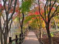Green Escape at Daegu Arboretum