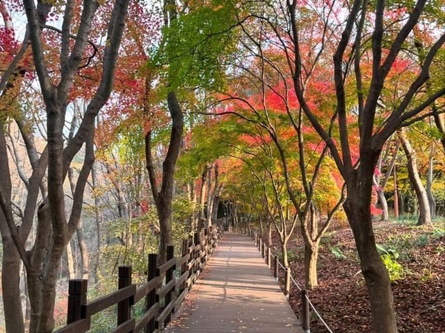 Green Escape at Daegu Arboretum