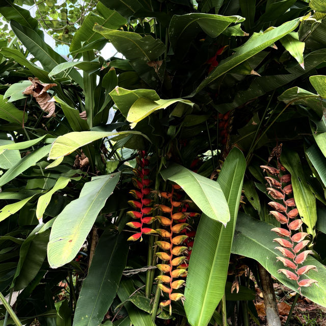 Colorful Birds, but Not Worth the Price – Be Careful with Kids!
