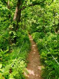 Got Lost in Gombaeryeong Forest and Honestly, I’m Not Even Mad 