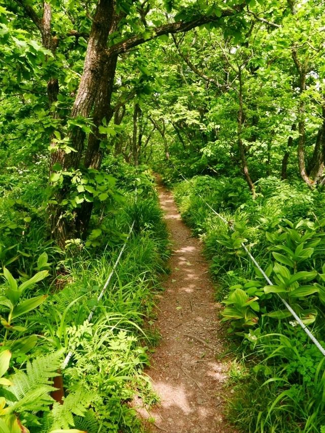 Got Lost in Gombaeryeong Forest and Honestly, I’m Not Even Mad 