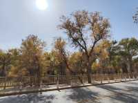 新疆-塔里木胡楊林公園（休閒農場）