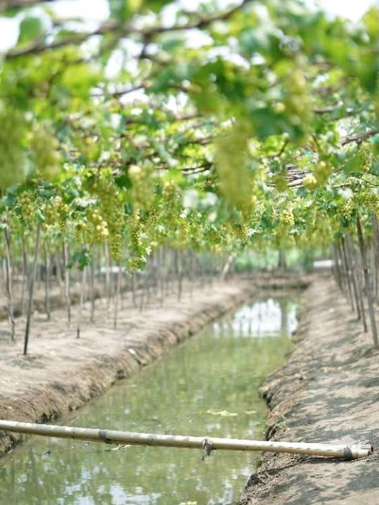 เก็บองุ่นจากต้นที่สวนองุ่นบ้านแพ้ว