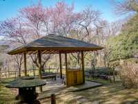 🌸 Arai Joshi Koen – Cherry Blossoms & Sea Views in Manazuru