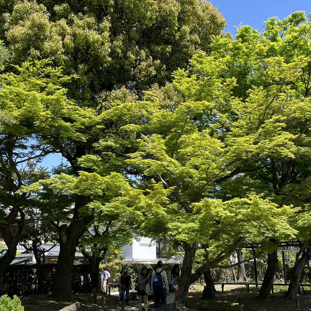 🌸🇯🇵 Uji Wisteria – A Purple Curtain Over Kyoto’s Phoenix Hall