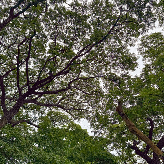 คาเฟ่ในสวนสุดชิล บรรยากาศดีสุดฮีลใจ #นนทบุรี 🥤🍃💚