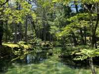 Saiho-ji (Koke-dera) in the Sunshine: A Refreshing Experience! ☀️🌿