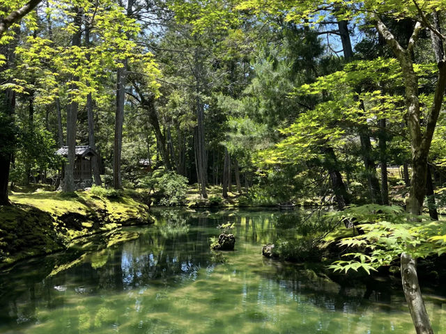 Saiho-ji (Koke-dera) in the Sunshine: A Refreshing Experience! ☀️🌿