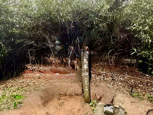 雲嘉連峰縱走巡禮～看茶園賞雲海及鐵道