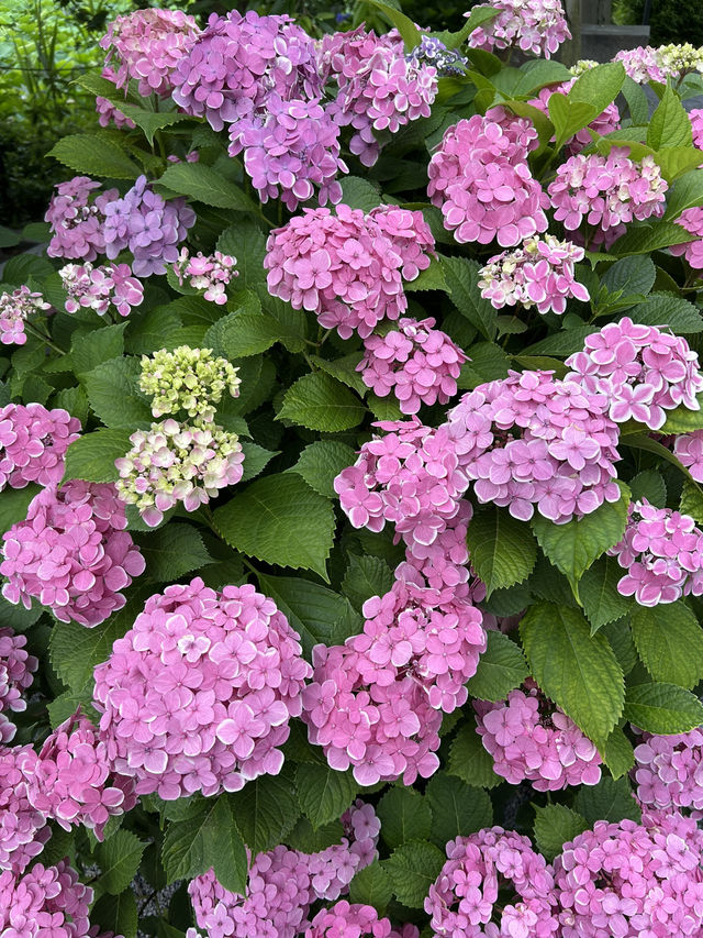 สวนอุเอโนะ (Ueno Park)