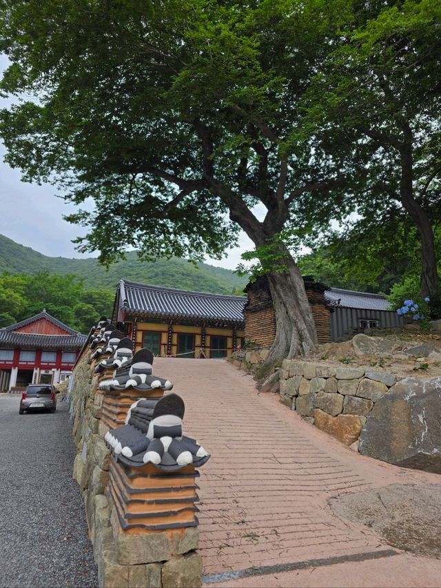 수국시즌에 꼭 가야할 남해사찰🩷