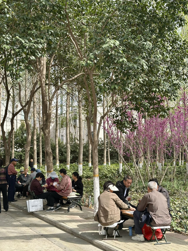 Beyond the Museum Walls: A Morning Stroll at Wenbo Park