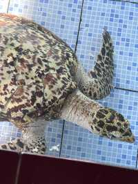 거부기 보호소 🐢