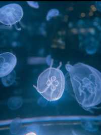 【京都水族館】街中で出会う海の世界🐬癒しと驚きが詰まった都市型水族館