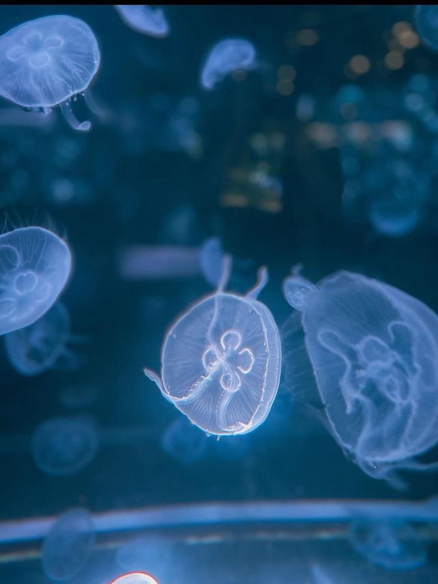 【京都水族館】街中で出会う海の世界🐬癒しと驚きが詰まった都市型水族館