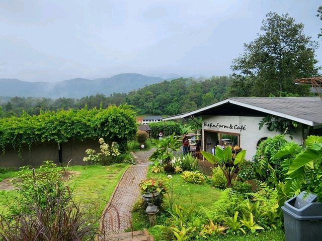 🐘清邁熱門咖啡店Elefin Farm & Cafe 🐘清邁熱門咖啡店Elefin Farm & Cafe