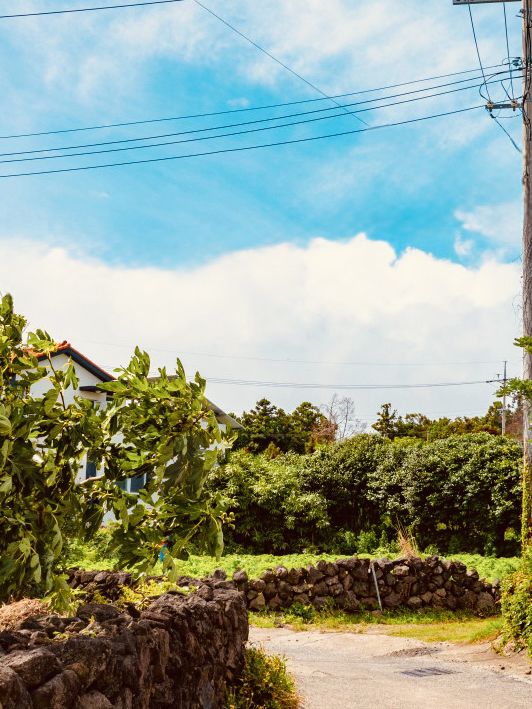 A Unique Celebration of Jeju's Iconic Stone Walls