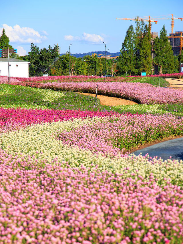 🔥 Passion Meets Romance: A Blooming Paradise at Tongjian Lake, Hangzhou 🌸