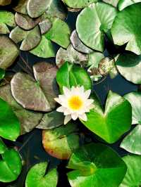 Xixi National Wetland Park – China’s Venice of Reeds & Waterways