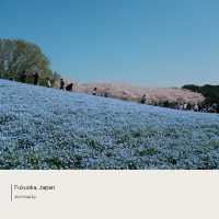 Uminonakamichi Seaside Park | ฟุกุโอกะ
