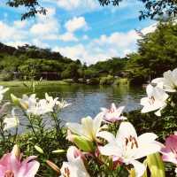 🌷 *Blooming Paradise: Solo Trip to Kasui Yuri-no-Sono in Shizuoka!* 🌸