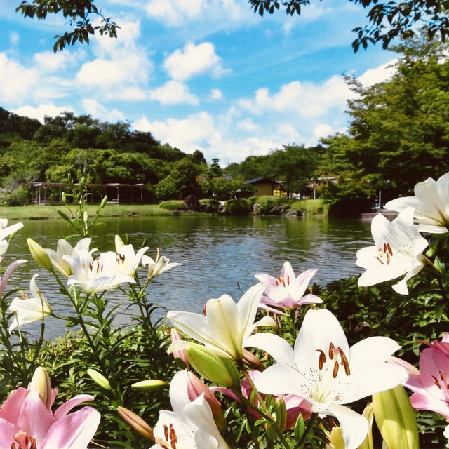 🌷 *Blooming Paradise: Solo Trip to Kasui Yuri-no-Sono in Shizuoka!* 🌸