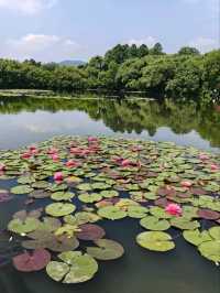 Three Pools Mirroring the Moon– West Lake’s Crown Jewel