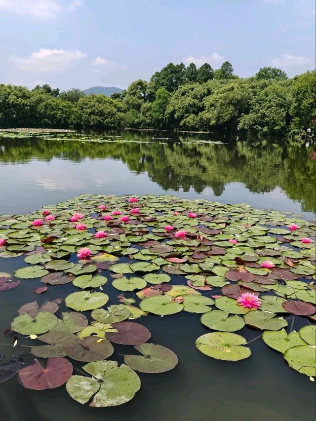 Three Pools Mirroring the Moon– West Lake’s Crown Jewel