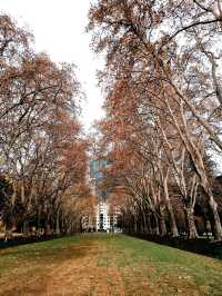 Winter Walk Through Carlton Gardens – A Peaceful Melbourne Escape