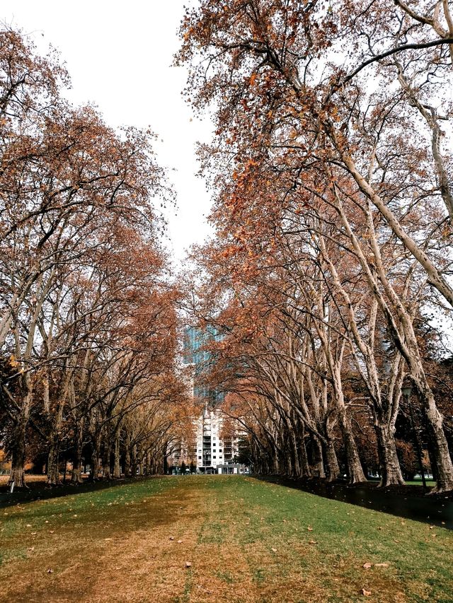 Winter Walk Through Carlton Gardens – A Peaceful Melbourne Escape
