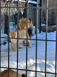 【旭川動物園｜北海道的雪國奇趣樂園】