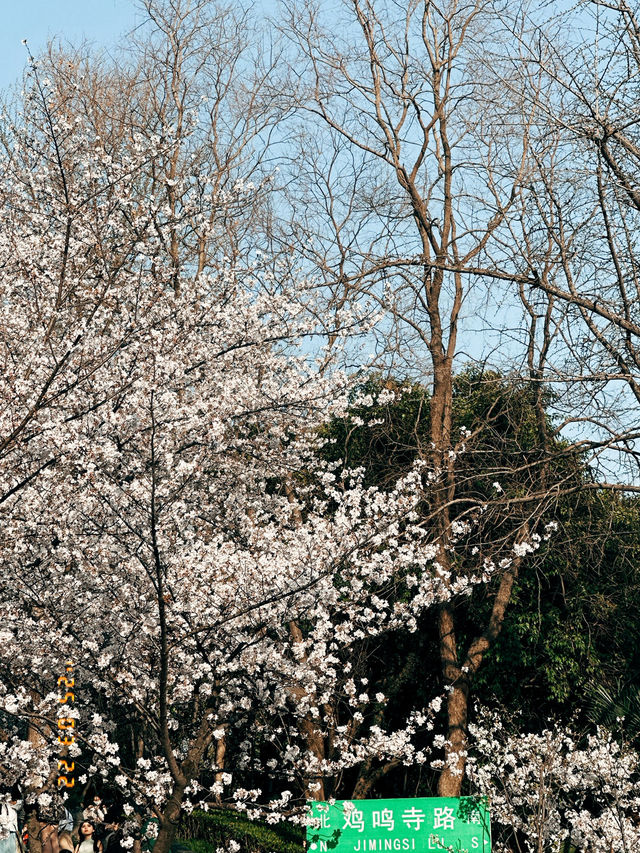 Mùa xuân ở Nam Kinh