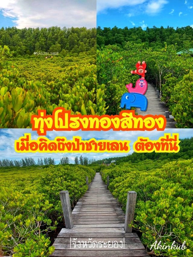 ทุ่งป่าชายเลนสีทอง ทุ่งป่าชายเลนสีทอง