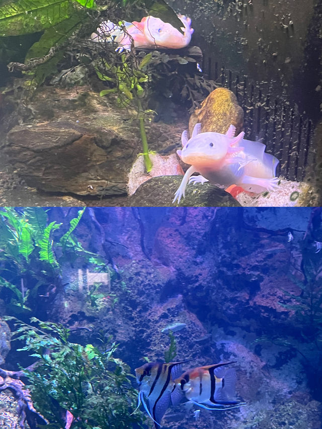🐠 아쿠아플라넷 여수, 바다 속을 걸은 듯한 하루