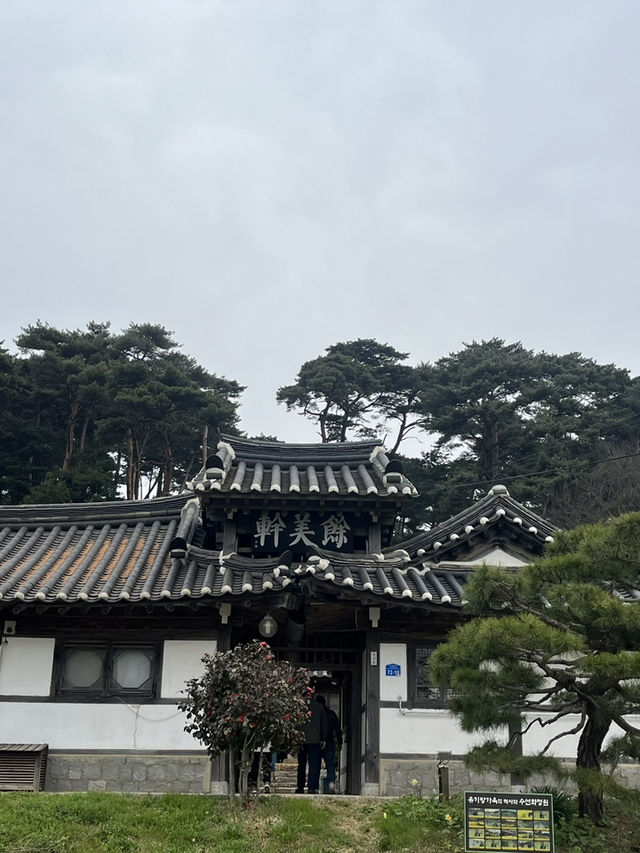 서산 봄 여행 🌼 수선화와 벚꽃을 한 번에!