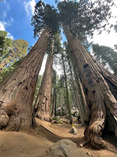California General Sherman Tree Trail General Sherman Tree Tickets