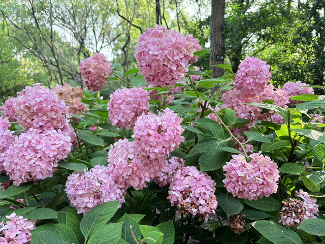 🌳【上海隱藏的“綠野仙蹤”!共青森林公園:城市中心的天然氧吧,隨手一拍就是森林大片!】🌳  🌳【上海隱藏的“綠野仙蹤”!共青森林公園:城市中心的天然氧吧,隨手一拍就是森林大片!】🌳