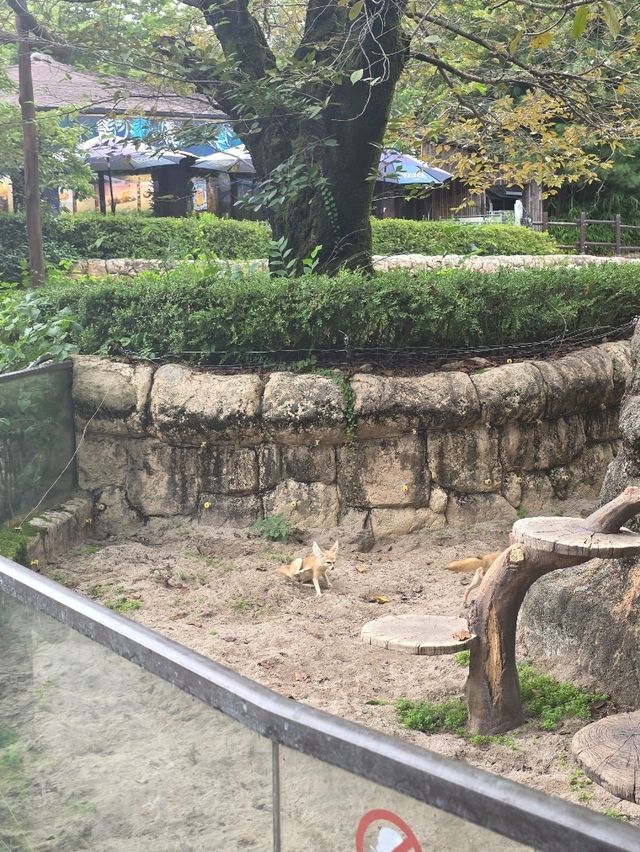 즐거움 가득한 에버랜드 동물원 나들이