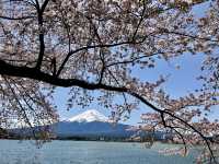 河口湖櫻花季