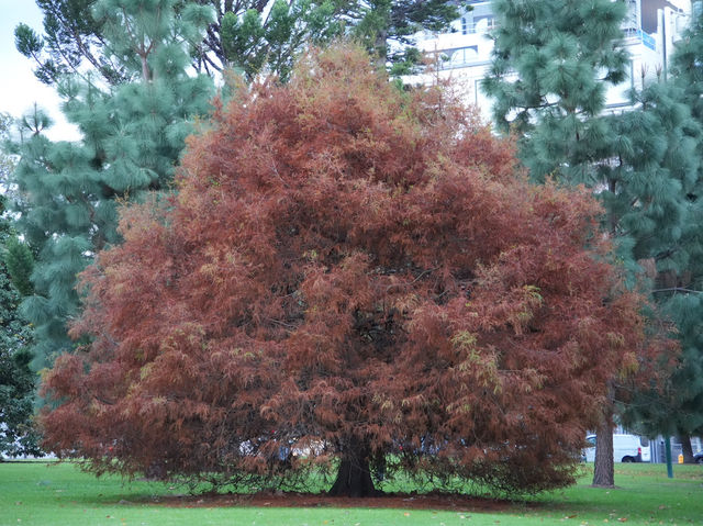  🌳 墨爾本市中心的秘密花園！Fitzroy Gardens 一日輕旅行