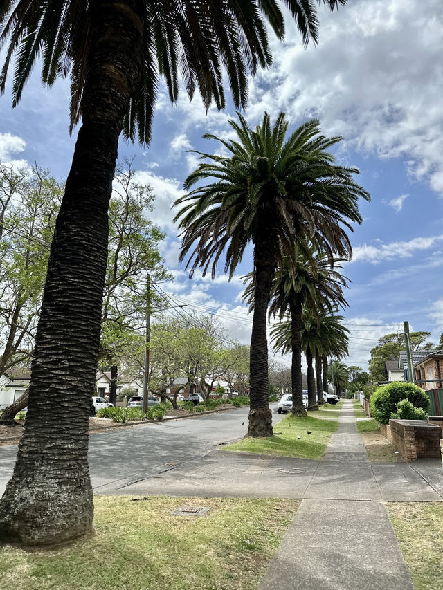 Campsie 第八巷道漫步，追尋春日藍花楹的紫色詩意