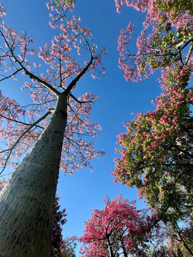 ไปที่สวน Shunfengshan เพื่อเก็บใบไม้ร่วง 🐿️🍂🍁 ไปที่สวน Shunfengshan เพื่อเก็บใบไม้ร่วง 🐿️🍂🍁